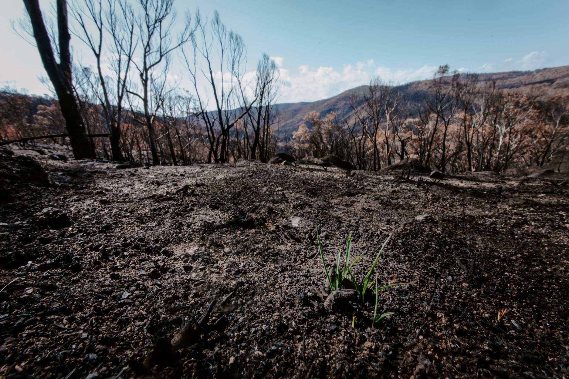 Buschbrand-Katastrophenhilfe des Bundesverbandes in Australien 2020 (4/10)