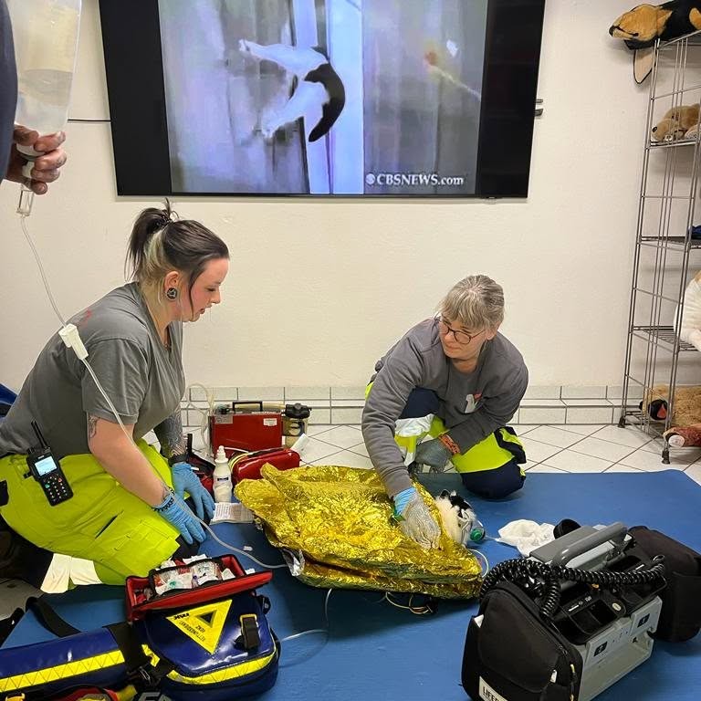 Praktische Ausbildung: Zwei Einsatzkräfte versorgen ein Tier